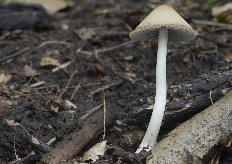 Psathyrella fagetophila